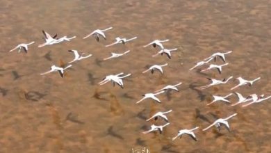 تصاویر زیبا از پرواز دسته جمعی فلامنیگوها + فیلم