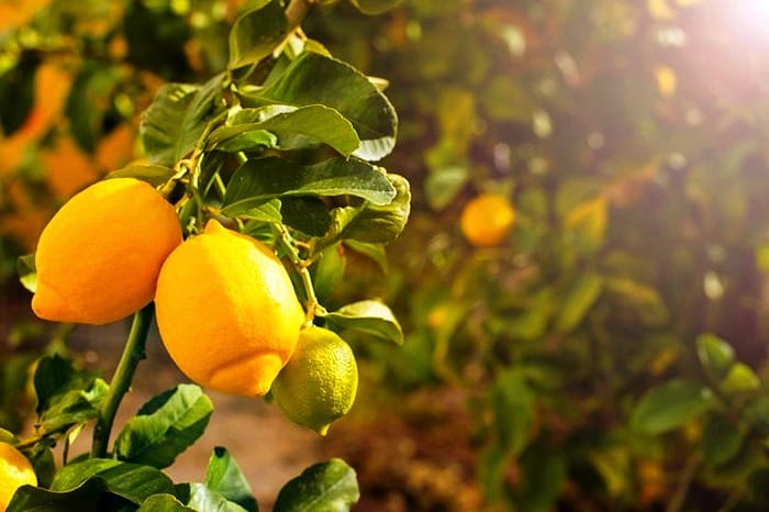 خواص خوردن لیمو ترش در بارداری