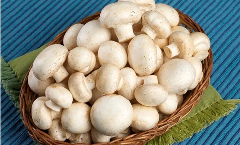 راهنمای گام به گام پرورش قارچ خوراکی در خانه