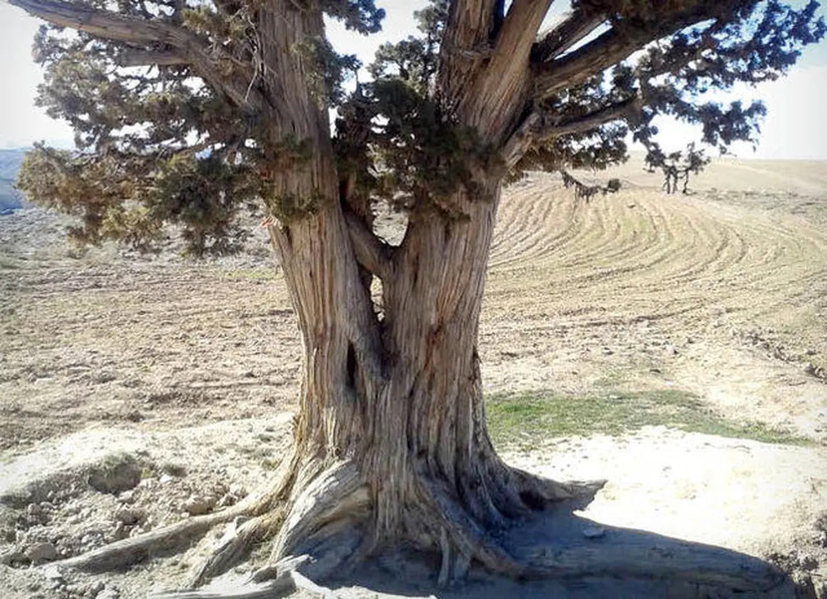 درخت حیله‌ گر که مورچه ها را به کام مرگ می فرستد