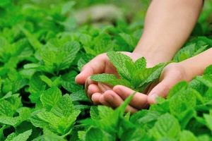 آلزایمر را با این گیاه معطر درمان کنید+تصویر