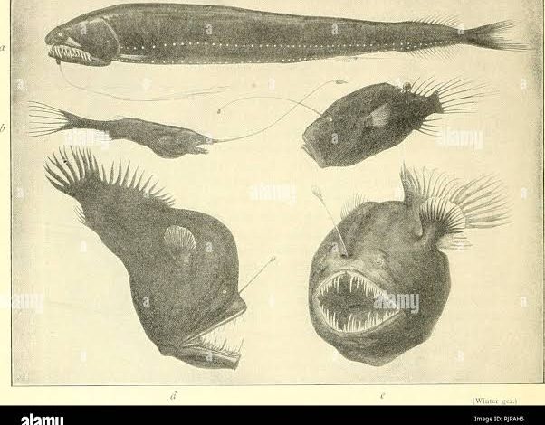 ترسناک‌ترین و عجیب‌ترین ماهی‌ دنیا+عکس