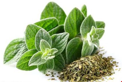 هر گیاهی به چی حساس؟ – پارسینه پلاس