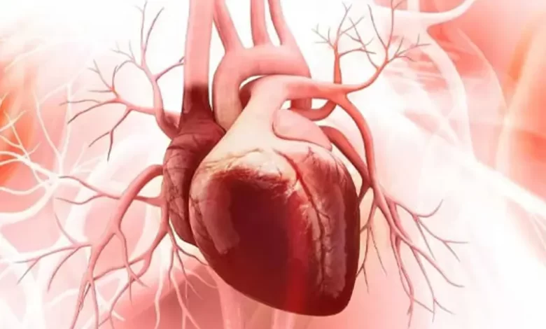 اختلالات قلبی و عروقی با این گیاه بهبود ببخشید