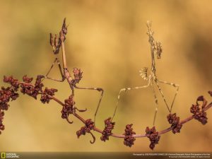 حشره ی کله مخروطی با ظاهر بیگانگان فضایی +تصویر