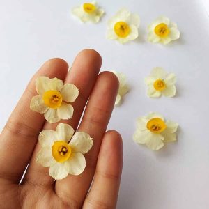 آموزش خشک کردن گل نرگس/بهترین گزینه برای دیزاین هفت سین+تصویر