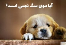 آیا موی سگ نجس است؟/بررسی حکم شرعی موی سگ در اسلام