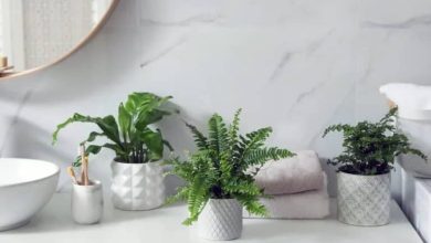 گیاهان مناسب برای حمام و سرویس بهداشتی