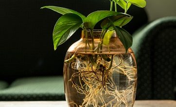 بهترین روش برای قلمه زدن گیاه پتوس در سریع ترین زمان+فیلم