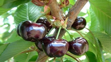 از قلب تا مغز؛ گیلاس چه تأثیری بر بدن دارد؟