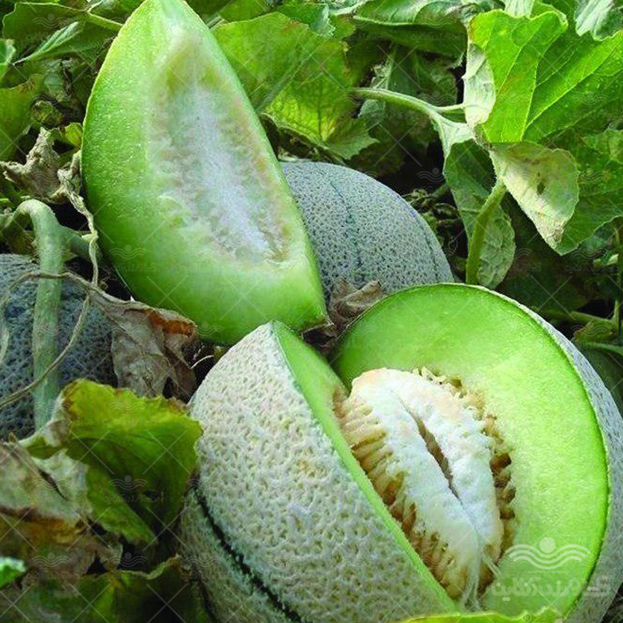 خواص طالبی که بعد از خوردن آن نصیب تان می شود خواص طالبی که بعد از خوردن آن نصیب تان می شود