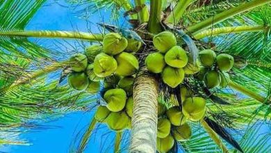 درخت نارگیل، سوپراستار گیاهان با ۱۰۰۱ کاربرد!