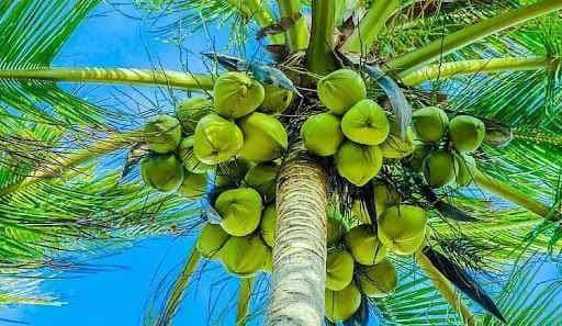 درخت نارگیل، سوپراستار گیاهان با ۱۰۰۱ کاربرد!