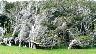 ببینید قدرت باد چگونه طبیعت را تغییر میدهد!+فیلم