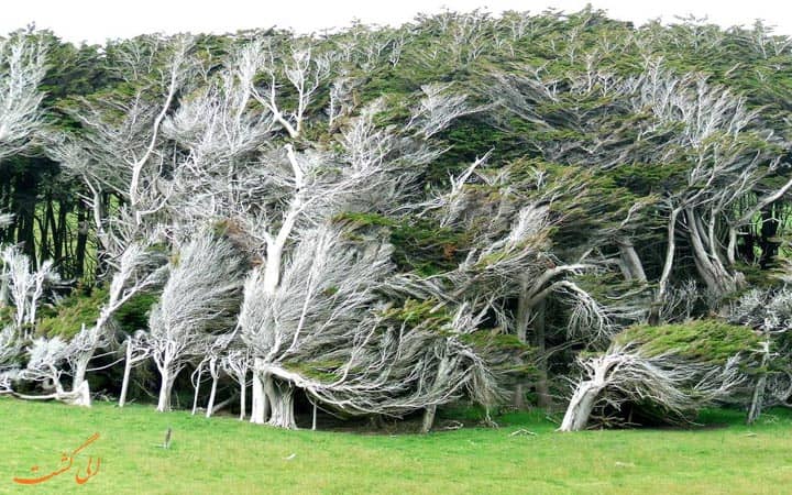 ببینید قدرت باد چگونه طبیعت را تغییر میدهد!+فیلم