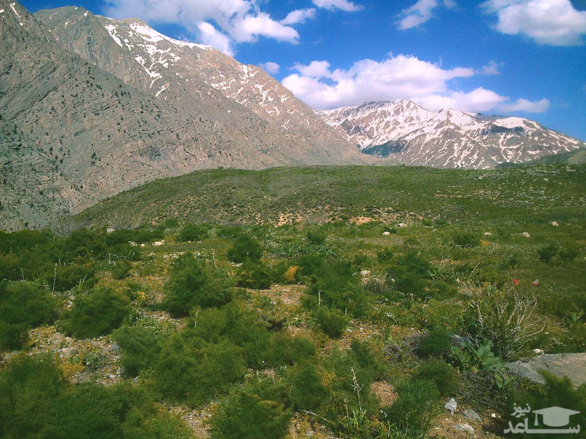 گیاهان دارویی کوهستانی گیاهان دارویی کوهستانی