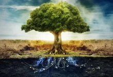 شما میتوانید بعد از مرگ در قالب یک درخت رشد کنید