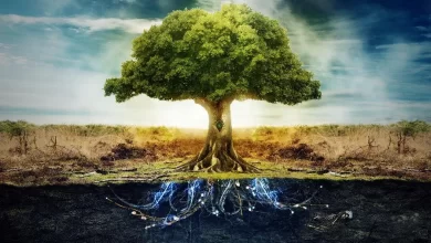 شما میتوانید بعد از مرگ در قالب یک درخت رشد کنید