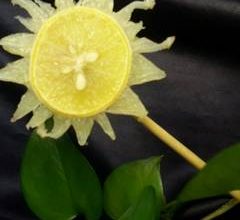 بهترین ایده تزیین لیمو ترش رو از دست نده + فیلم