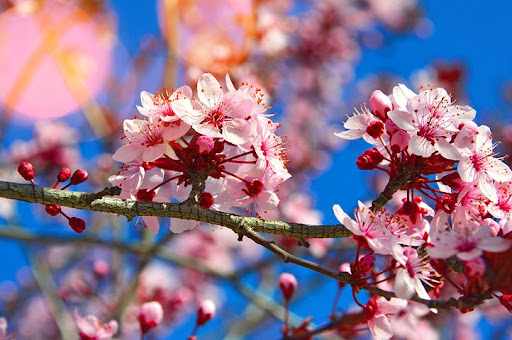 شکوفههای گیلاس