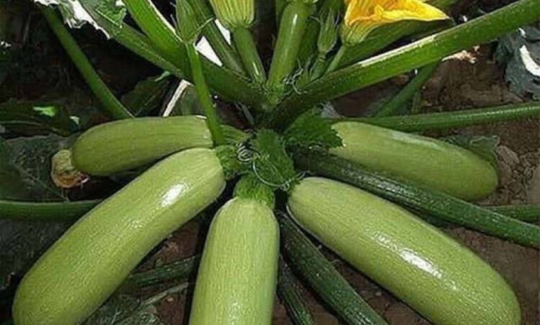 کدو سبز؛ دوست شکم شما برای خداحافظی با نفخ!
