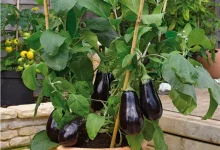 کاشت بادمجان