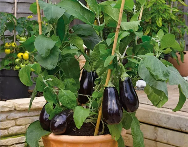 کاشت بادمجان