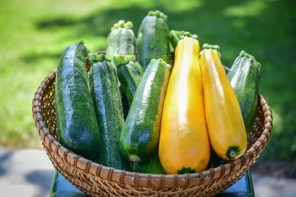 5 خاصیت کدو سبز برای معده / یک معجزه گر طبیعی 5 خاصیت کدو سبز برای معده / یک معجزه گر طبیعی