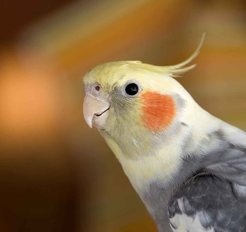 عروس هلندی