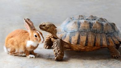 افسانه به واقعیت پیوست؛ مسابقه خرگوش و لاک‌پشت را ببینید! + فیلم