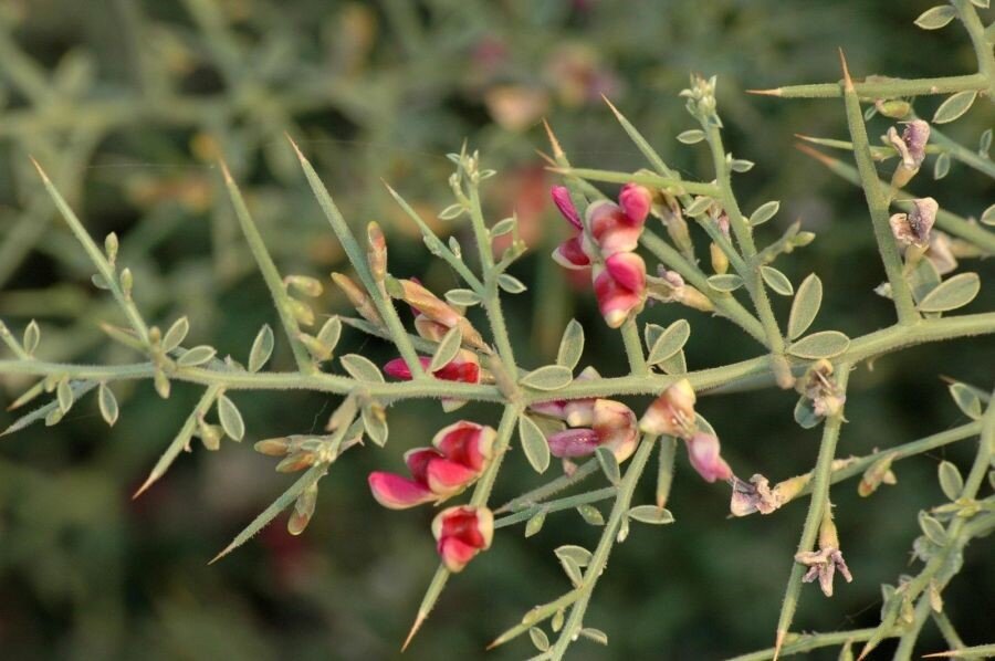 عرق خارشتر چه خواصی برای بدن دارد؟ عرق خارشتر چه خواصی برای بدن دارد؟