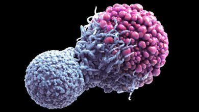 کشفی شگفت‌انگیز؛ کرم‌های استروئیدی علیه سرطان