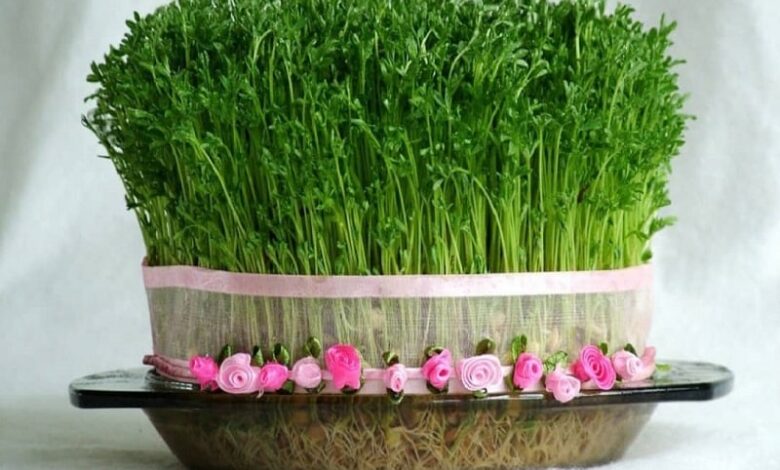 روش کاشت سبزه با کیکوج